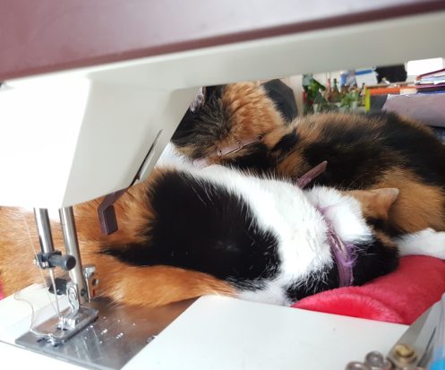 Le Chat des Aiguilles Deux chattes tricolores sont enlacées contre une machine à coudre.