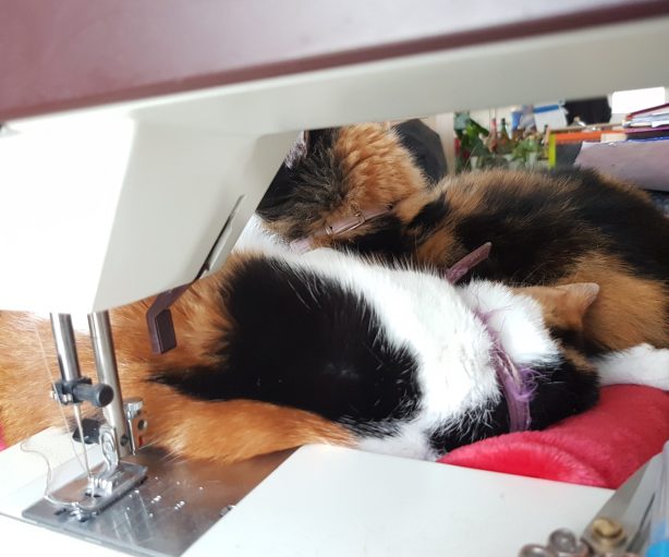 Le Chat des Aiguilles Deux chattes tricolores sont enlacées contre une machine à coudre.